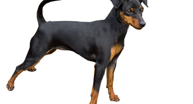 Doação de pinscher
